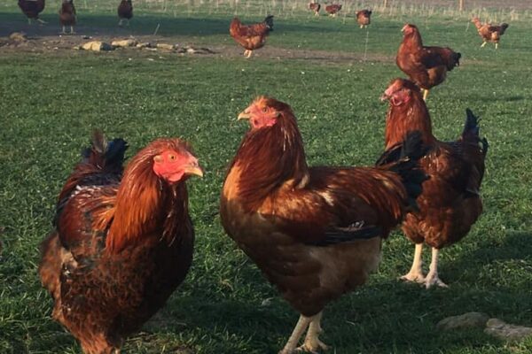 127216188_136095871628706_723453734775818139_n